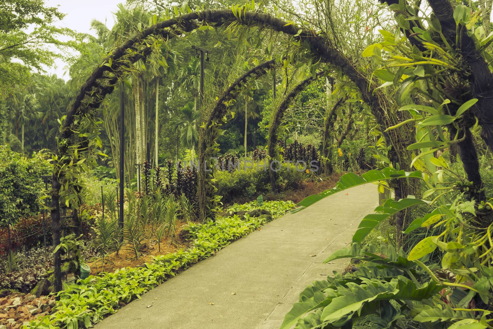 scenic pathway under artificial arches with plantation of orchid flowers in famous Singapore Botanical Gardens
