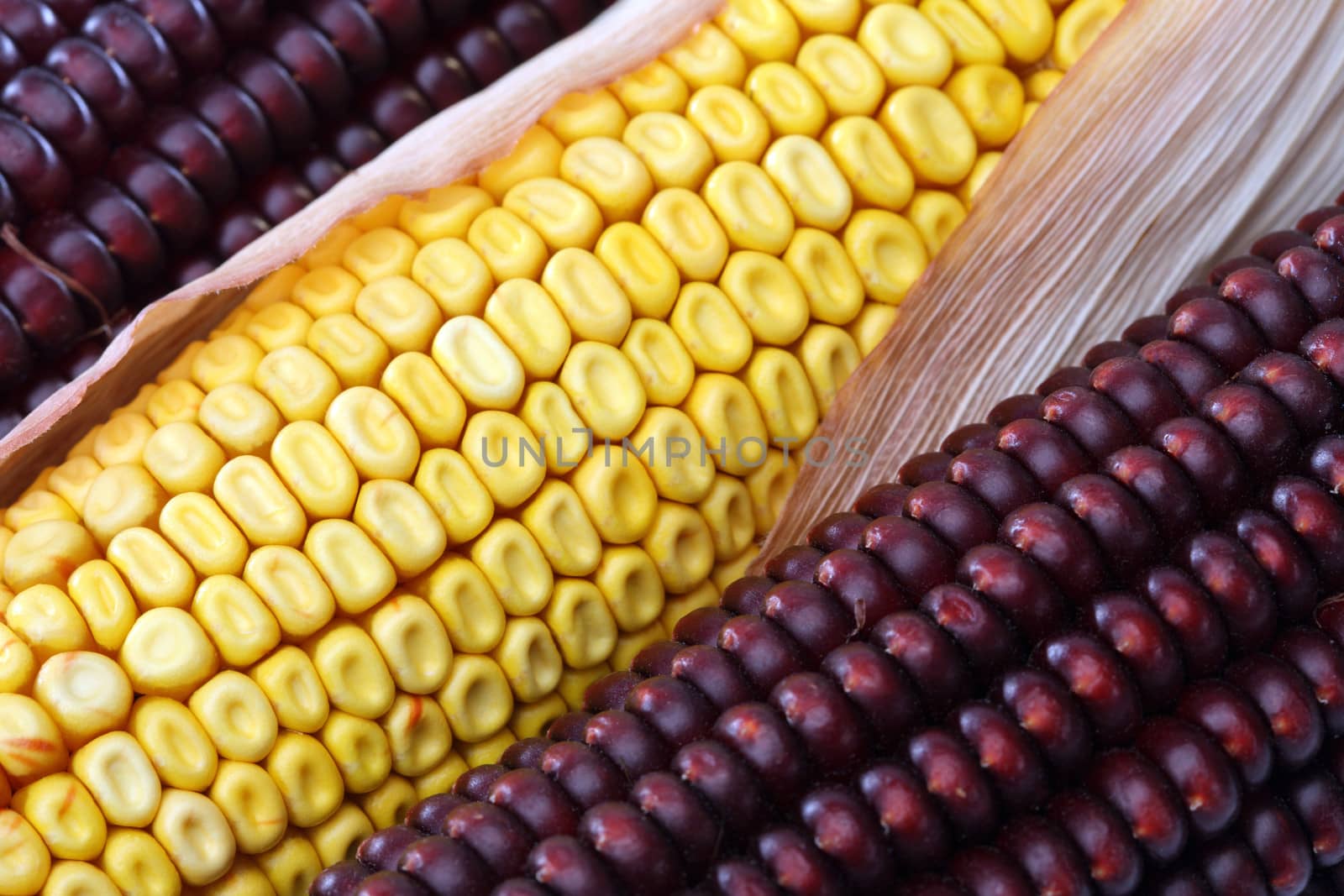 corn on the cob close up