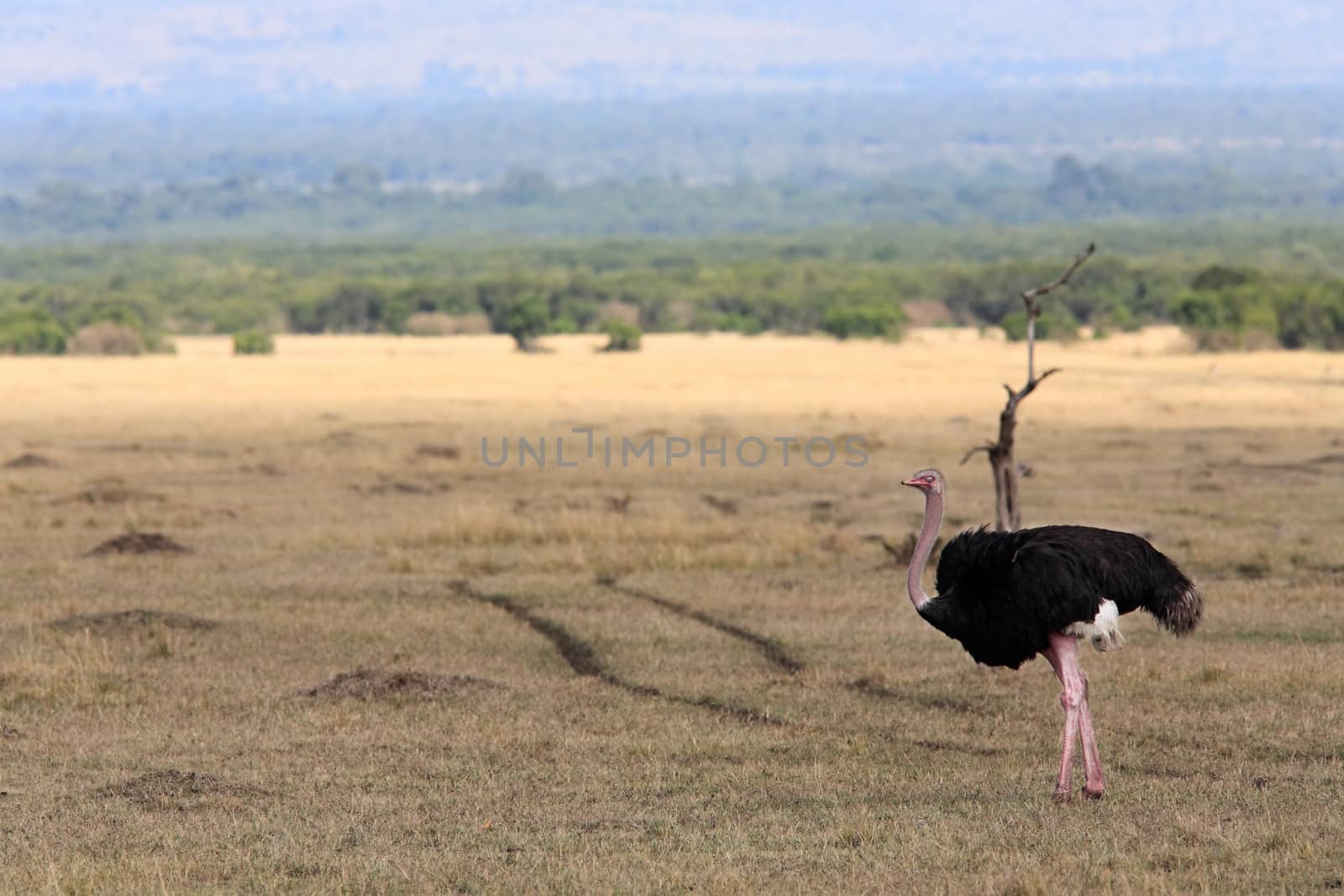Ostrich in the beautiful plains of the Masai Mara reserve in Kenya Africa