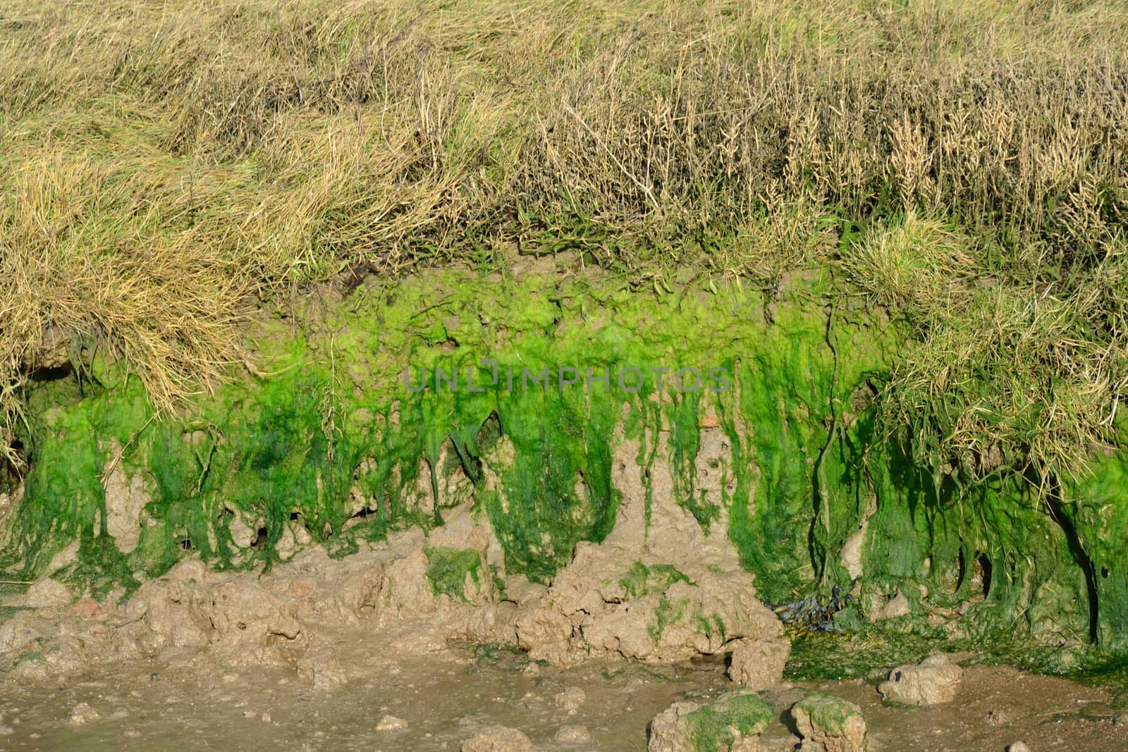 Algae on river mud