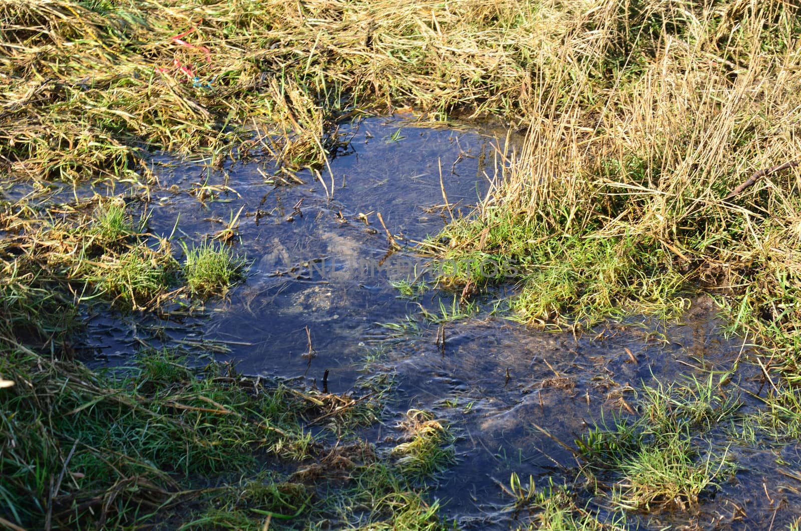 Small Puddle with grass by pauws99