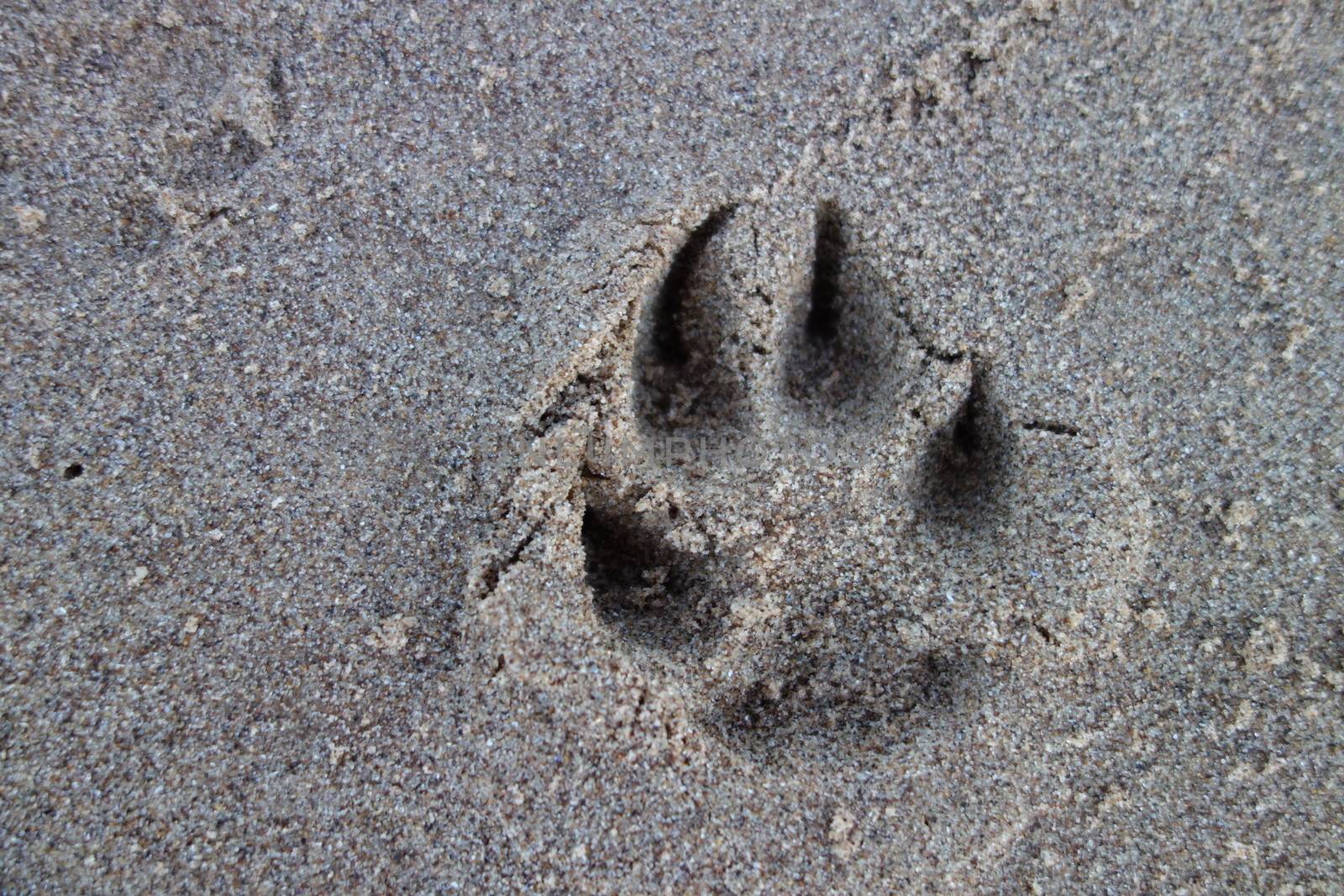 Dog paw print in the sand on a beach