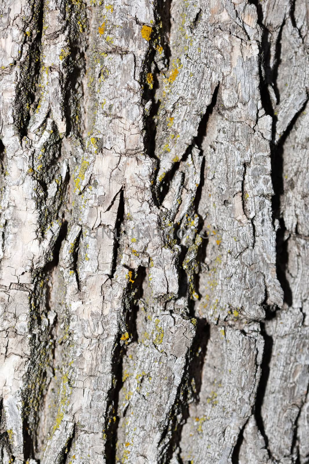 Background of bark on an old tree.