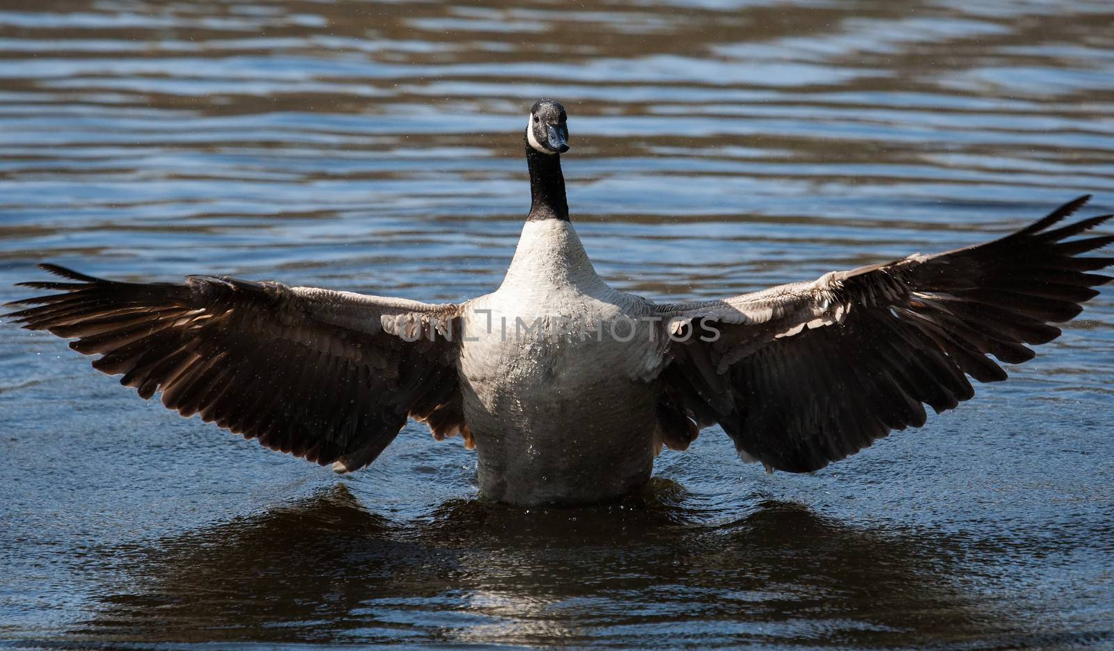Canadian Goose flapping wings in the water