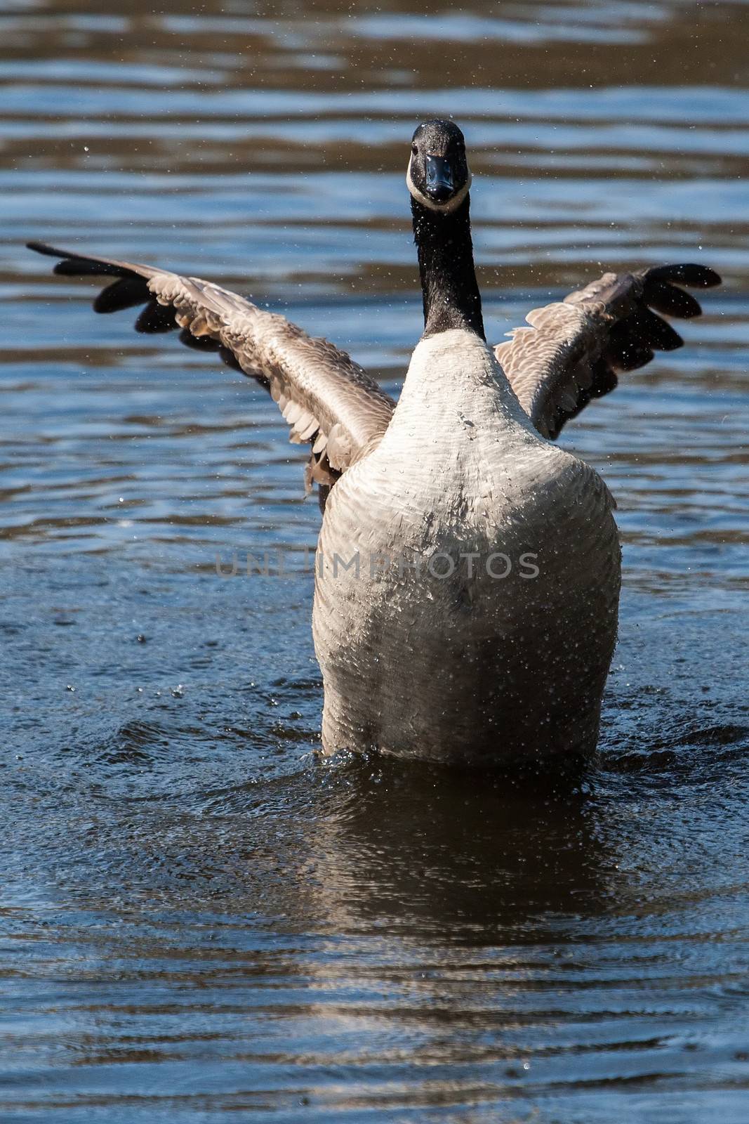 Canadian Goose flapping wings in the water