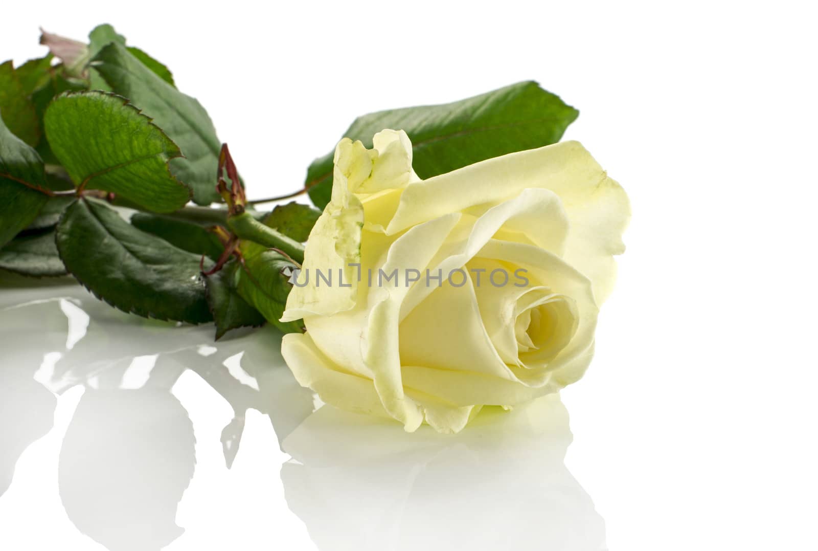 white rose and green leaves isolate on white background