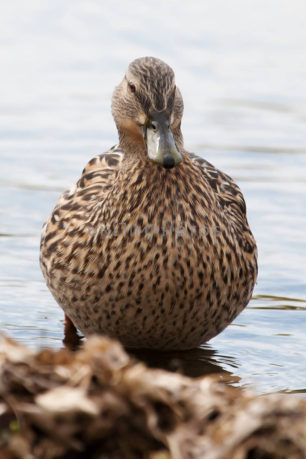 Female Mallard in the Grass sunning itself Female Mallard in the by Coffee999