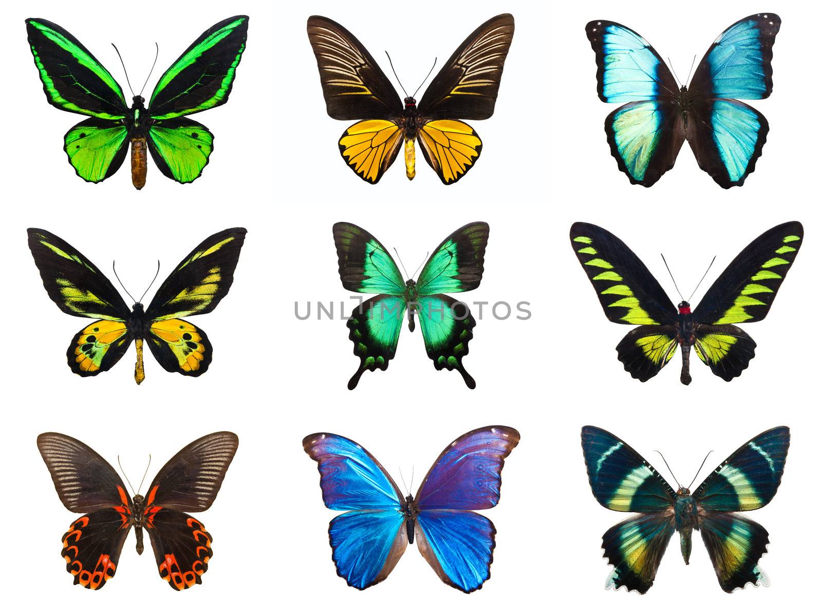 Collection of beautiful tropical butterflies isolated on white background