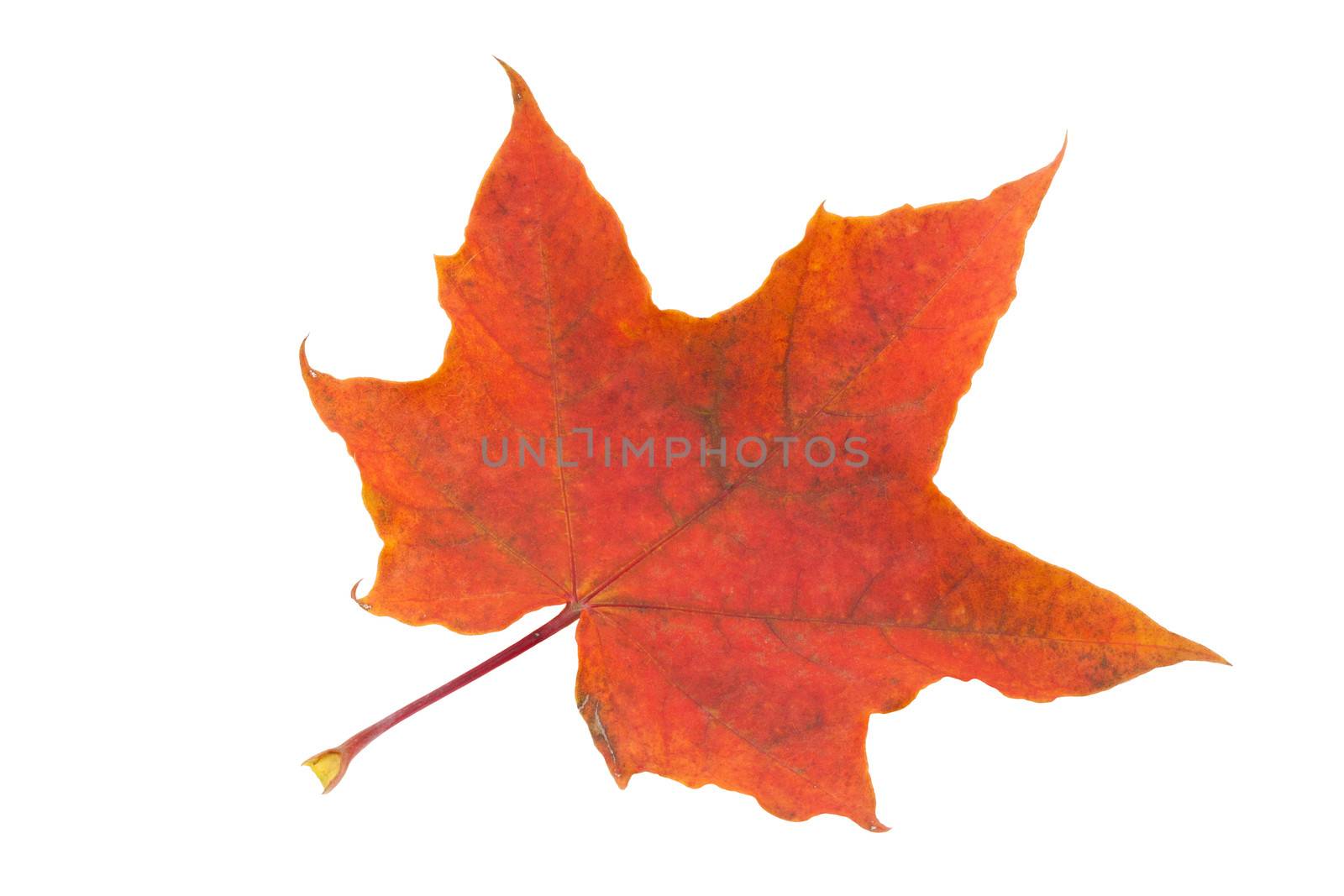 Beautiful maple leaf isolated on white background