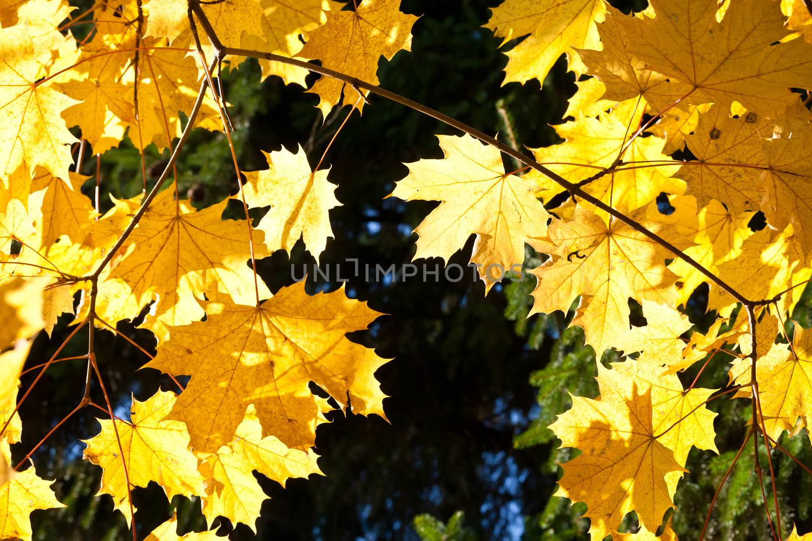Beautiful photo of autumn golden yellow maple leaves