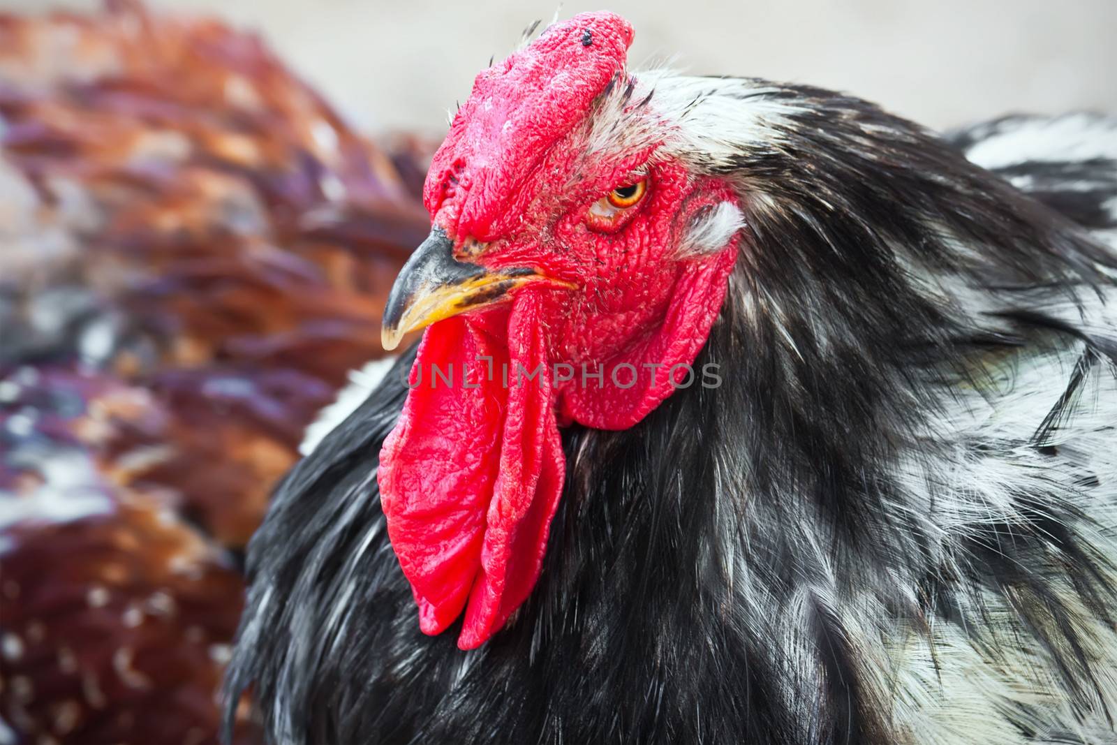 Portrait of big angry Cock with red comb