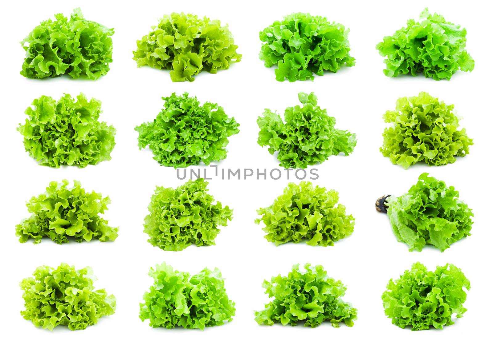 Collection of fresh green Lettuce salad isolated on white background