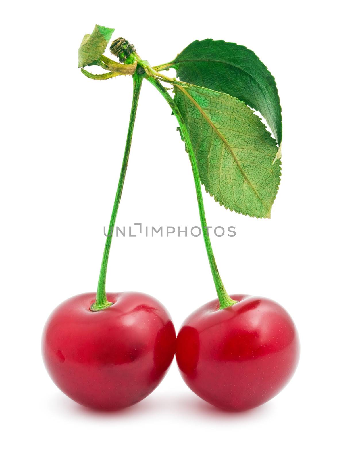 Beautiful red cherry isolated on white background