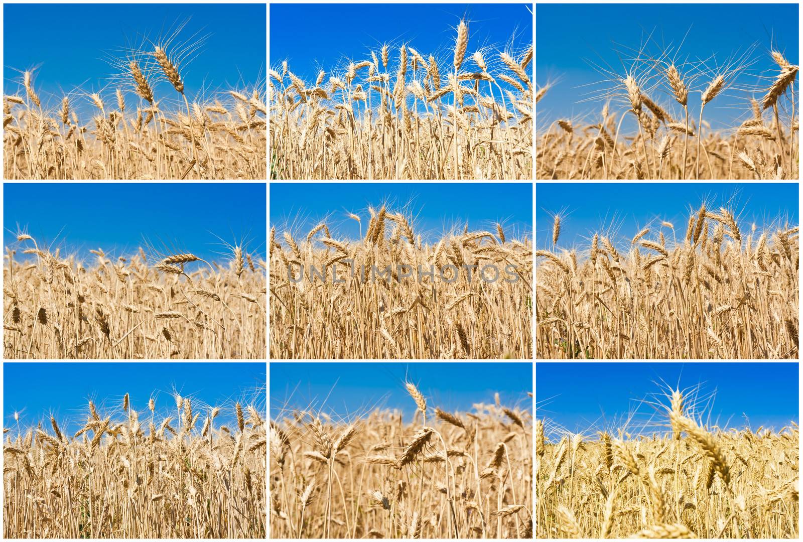 Beautiful golden wheat field under blue sky