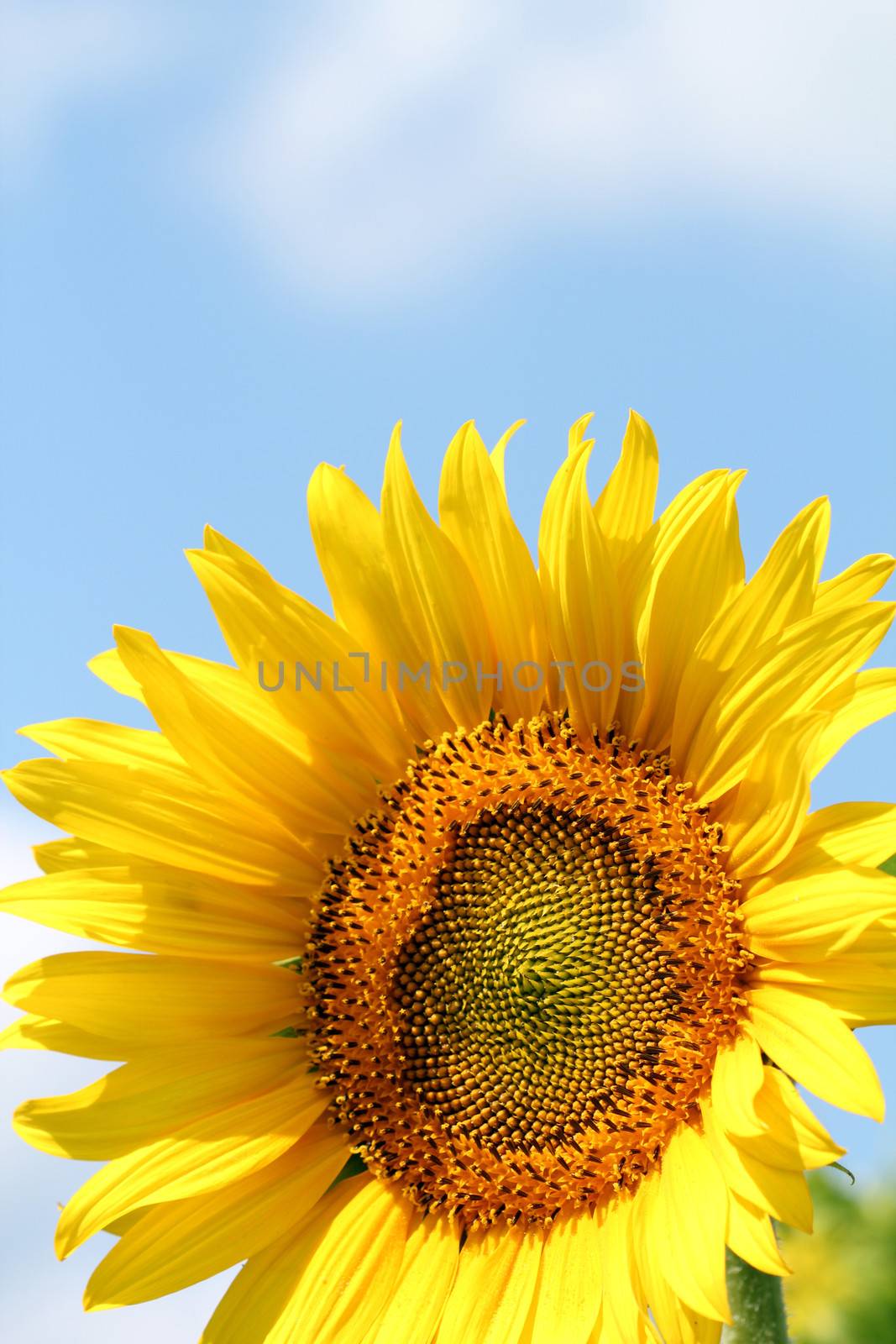 sunflower close up summer season