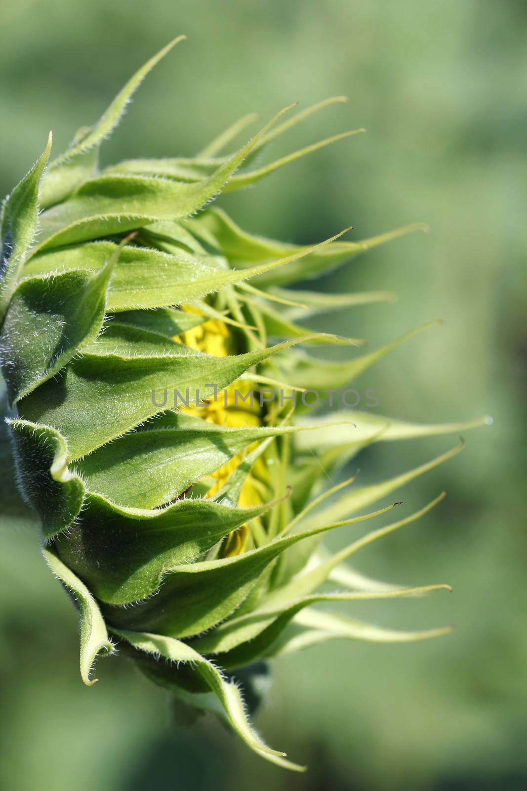 closed green sunflower close up by goce