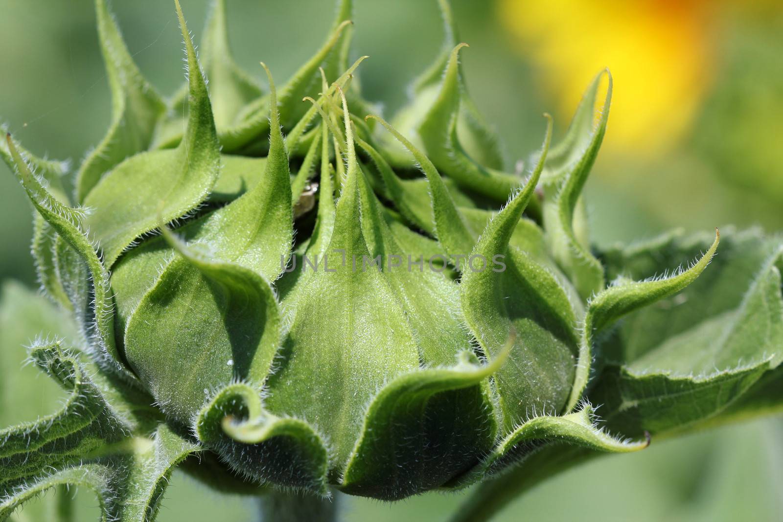 closed green sunflower nature background 