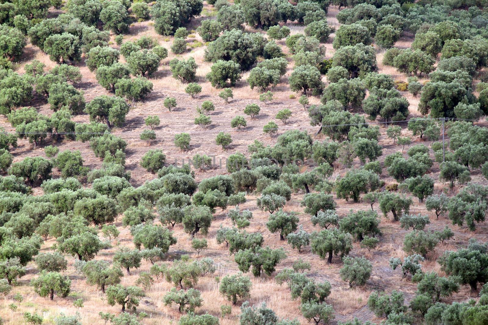 olive trees landscape nature background by goce