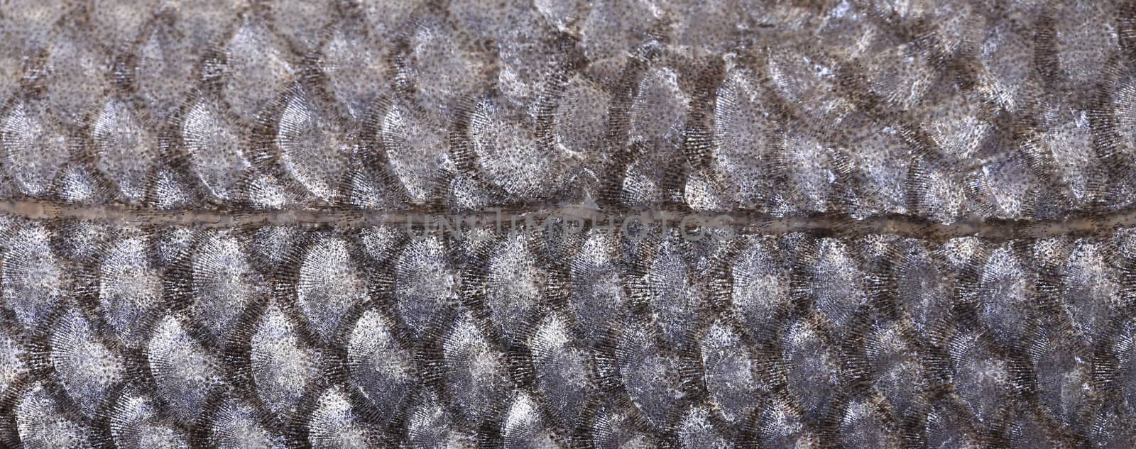 Close up of seabass scale texture. Whole background.