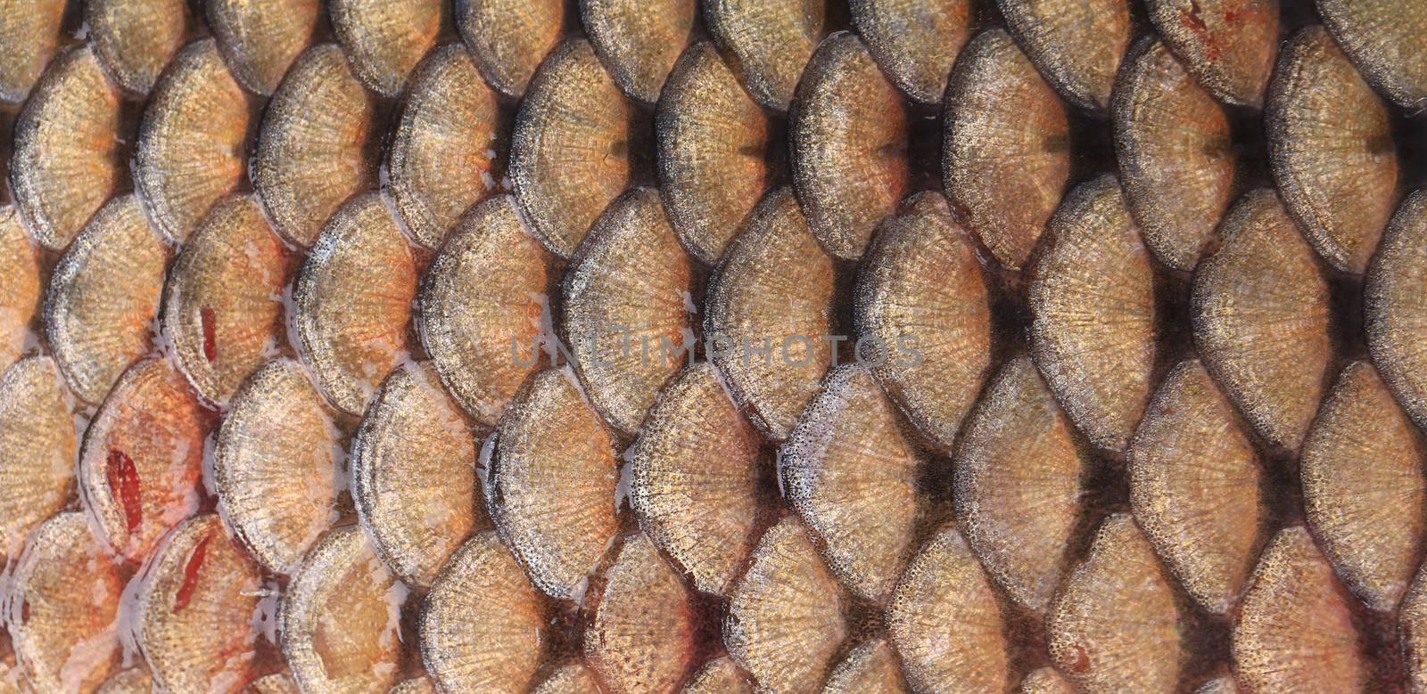 Texture of fish scales close up. by indigolotos