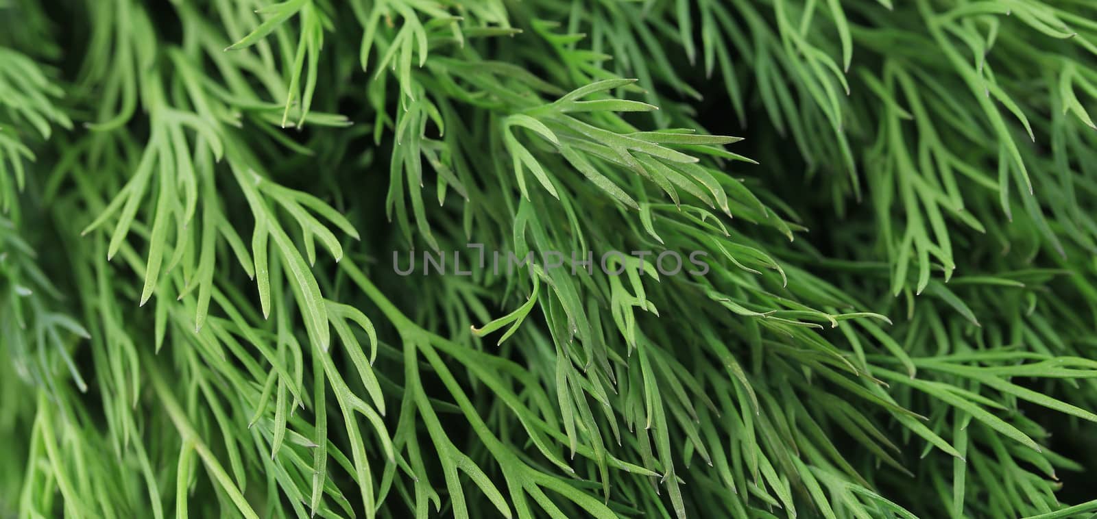 Texture of fresh dill herb close up. by indigolotos