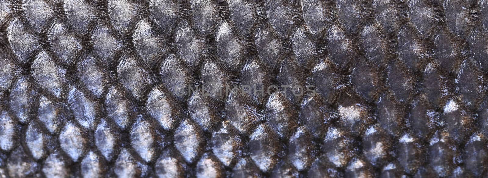 Close up of seabass scale texture. by indigolotos