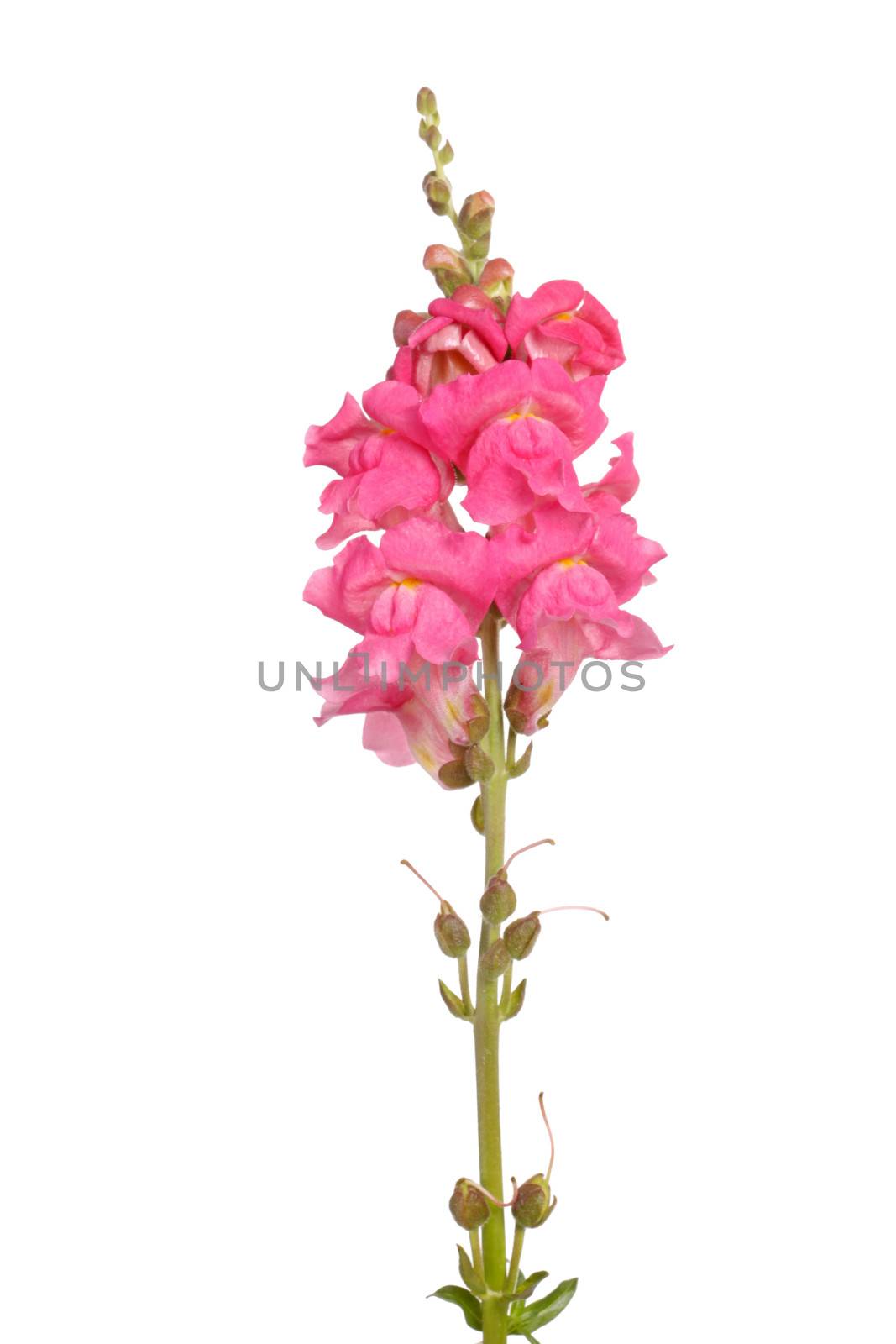 Single stem with pink flowers of snapdragons (Antirrhinum majus) isolated against a white background