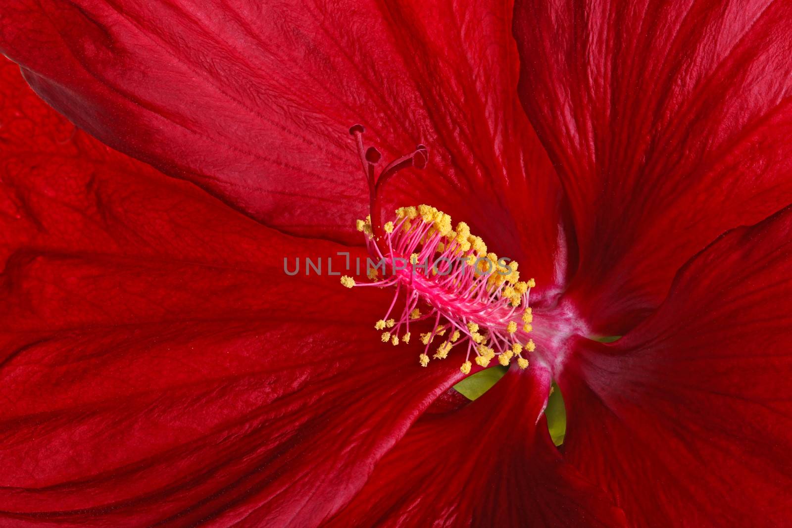 Close-up view of a dark red flower of hibiscus (Hibiscus moscheutos hybrid, swamp-rose mallow or rose mallow) showing the pistil with four stigmas and stamen with multiple anthers bearing yellow pollen
