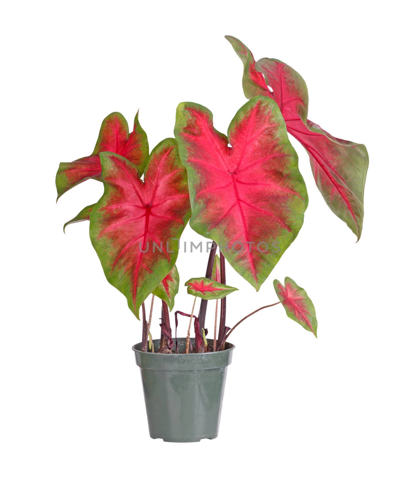 Plant of a red-and-green-leaved caladium cultivar (Caladium bicolor) in a small plastic pot ready to be transplanted into a garden