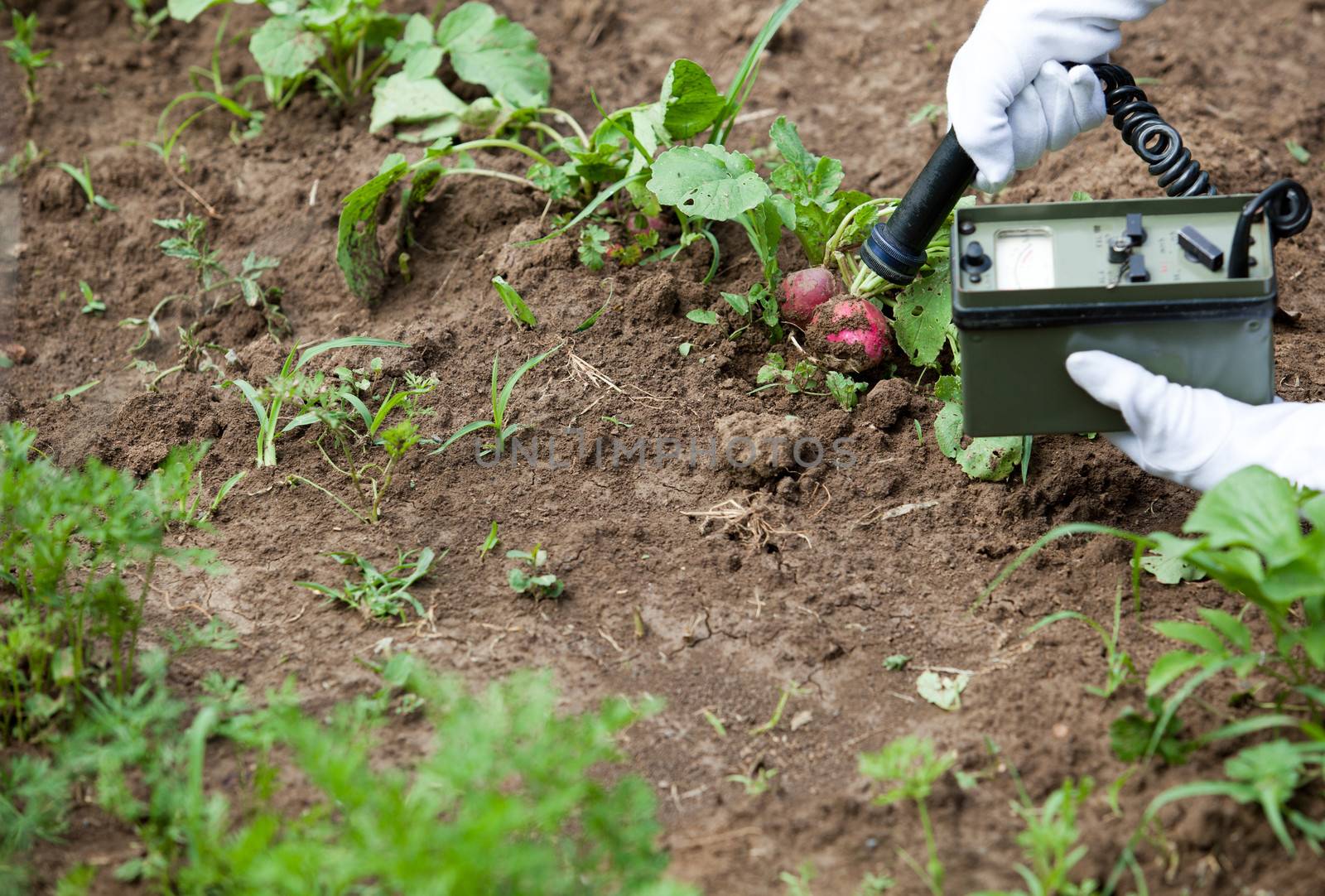 Measuring radiation levels of vegetables