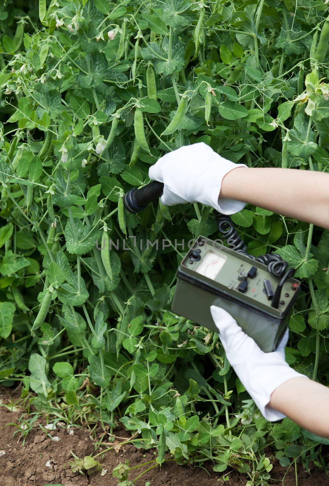 Measuring radiation levels of vegetables