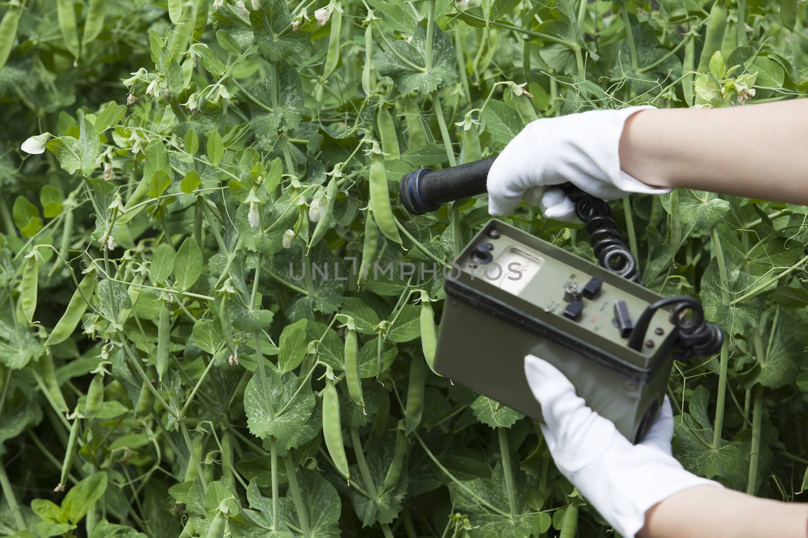 Measuring radiation levels of vegetables