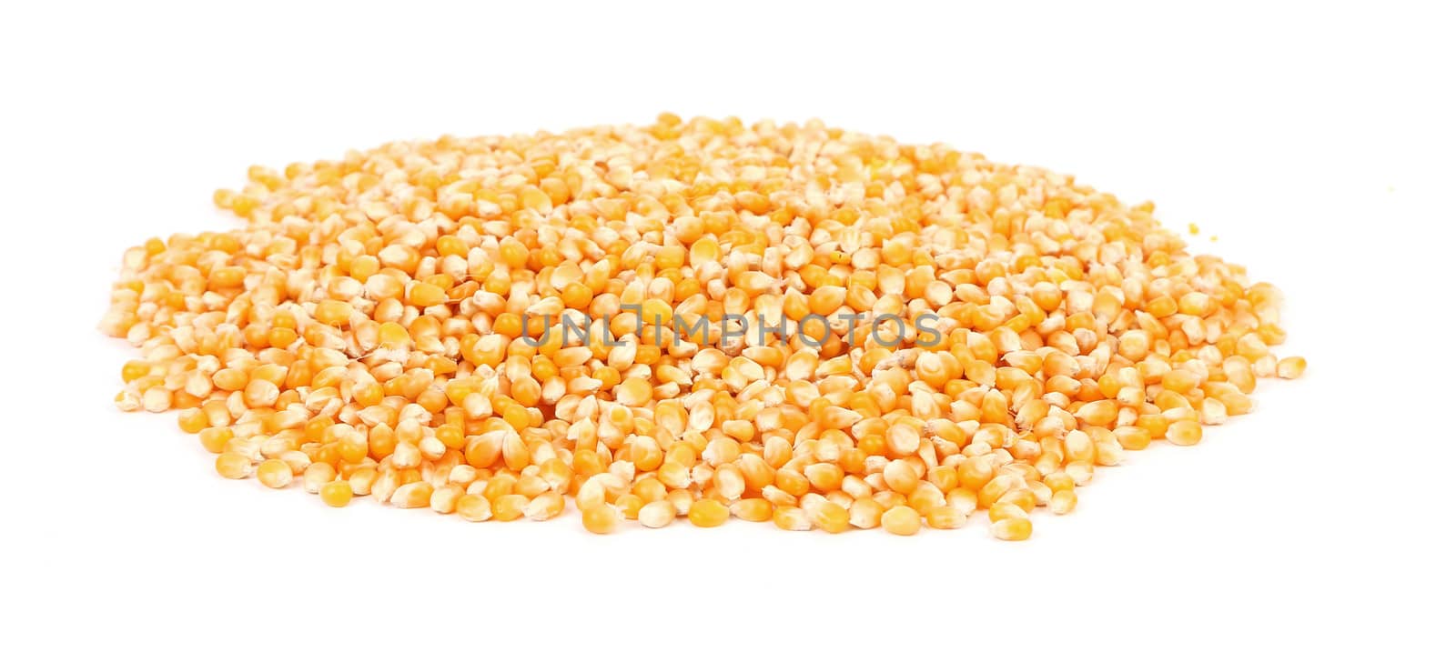 Ripe corn by indigolotos