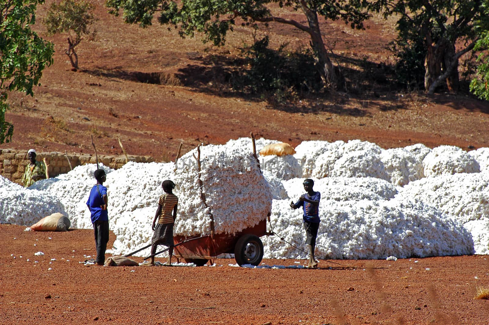 the cotton harvest by gillespaire