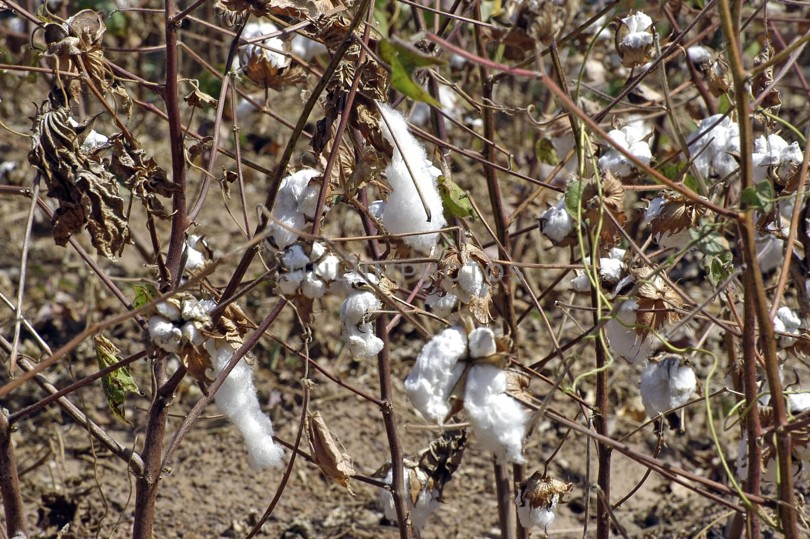 Cotton flowers in a field in Africa Burkina Faso