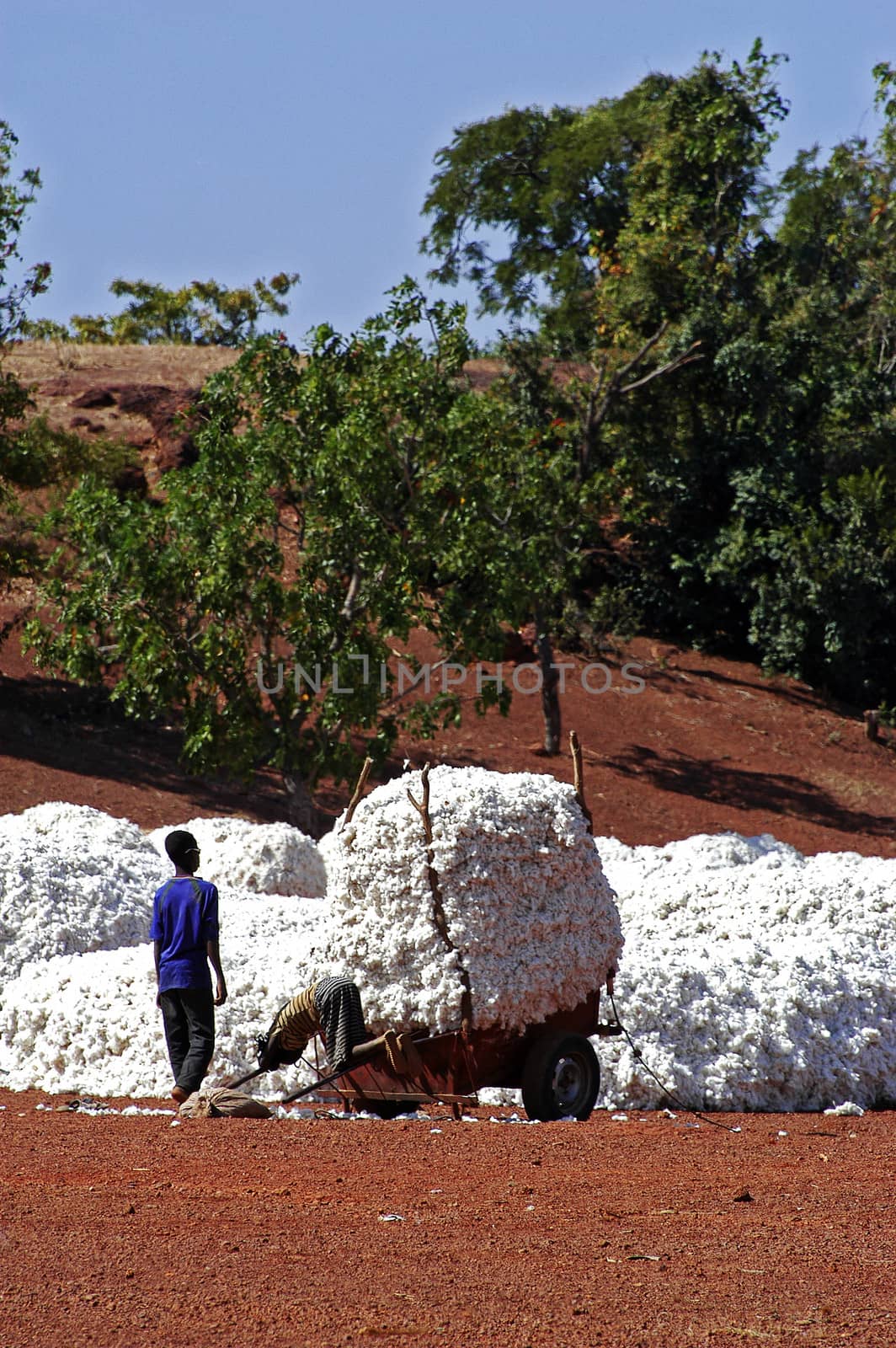 the cotton harvest by gillespaire