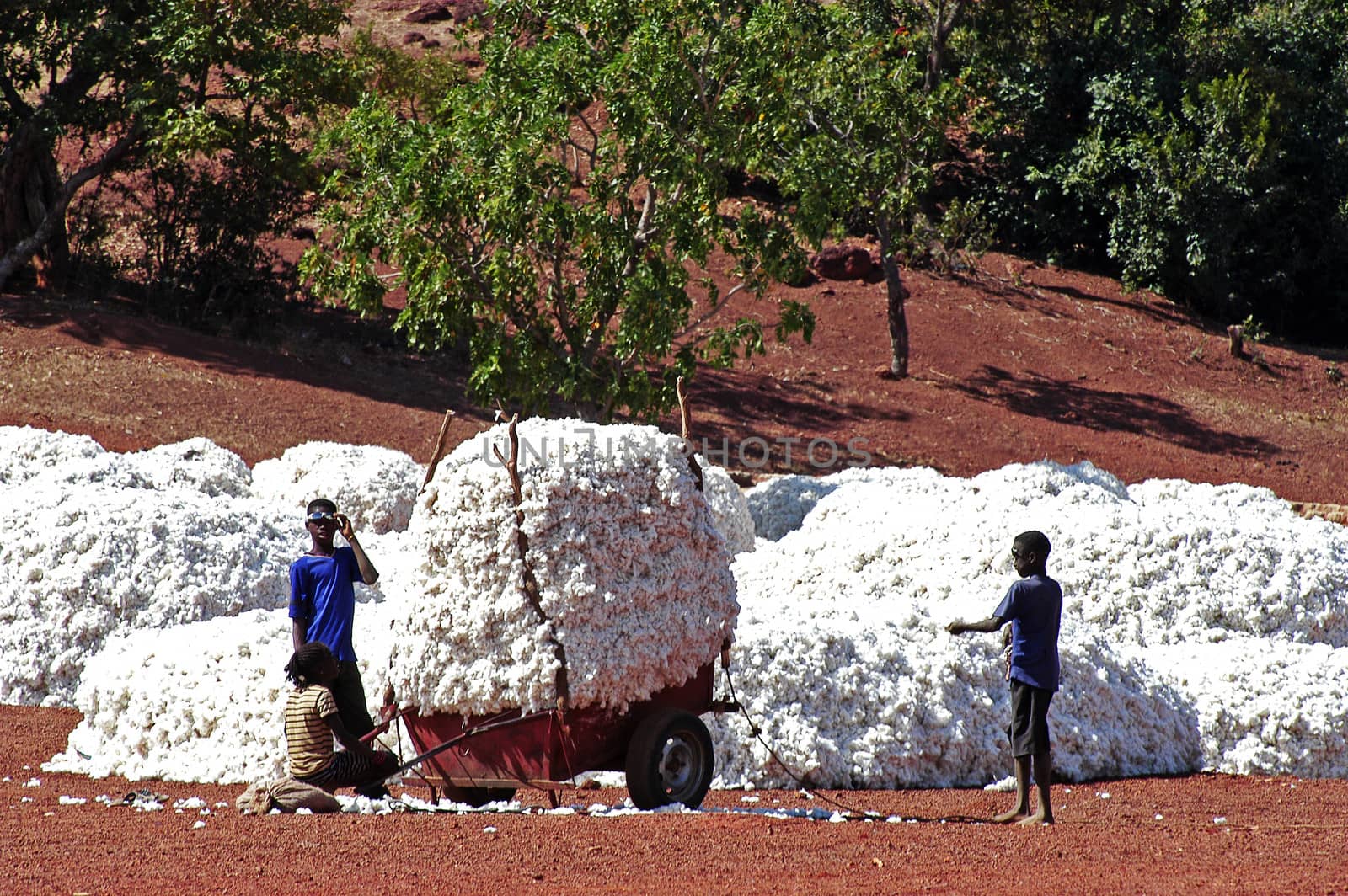 the cotton harvest by gillespaire