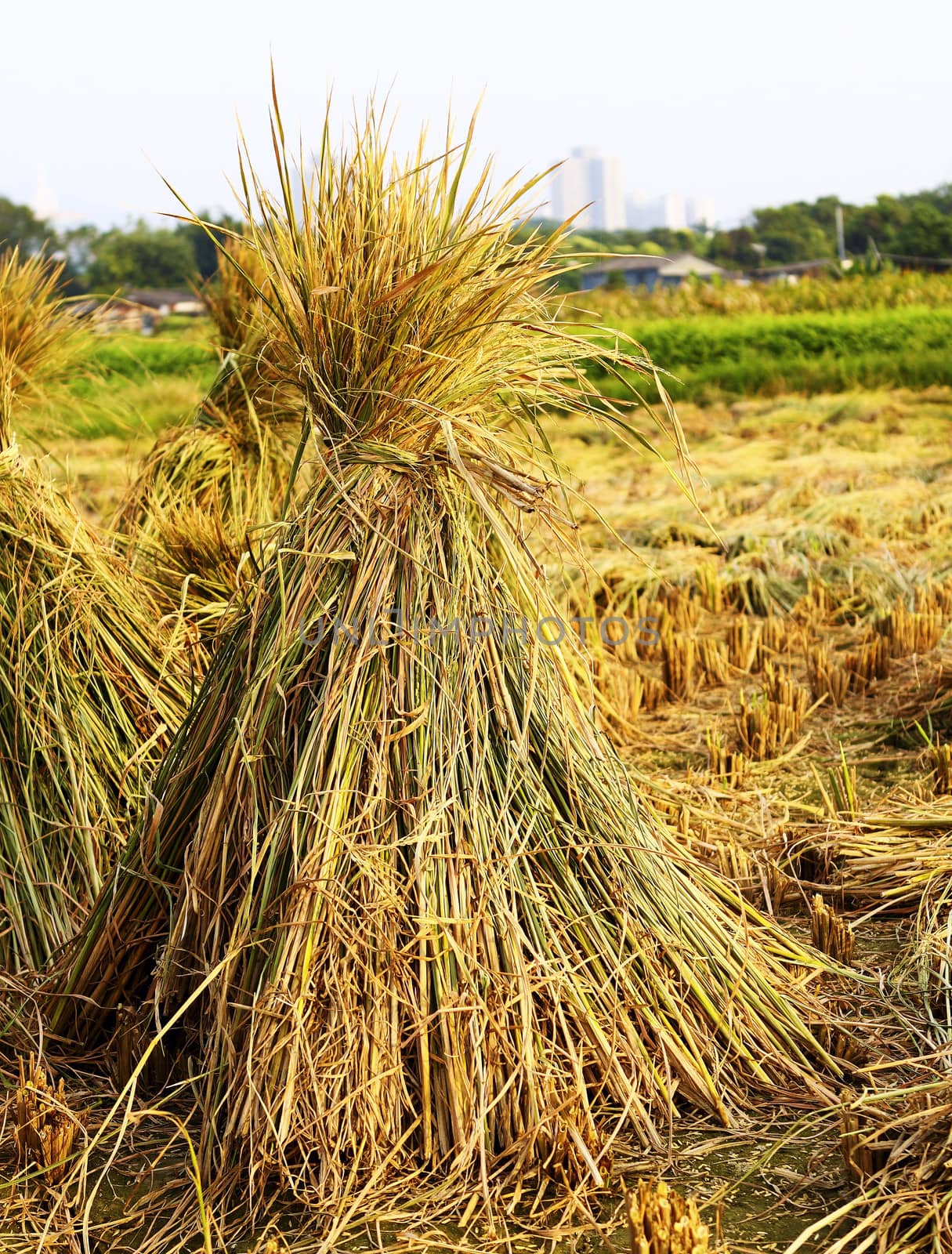 Harvest rice  by cozyta