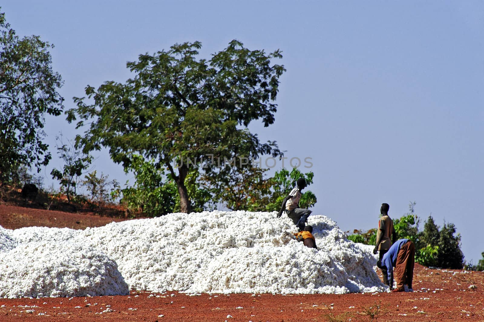 the cotton harvest by children in Burkina Faso