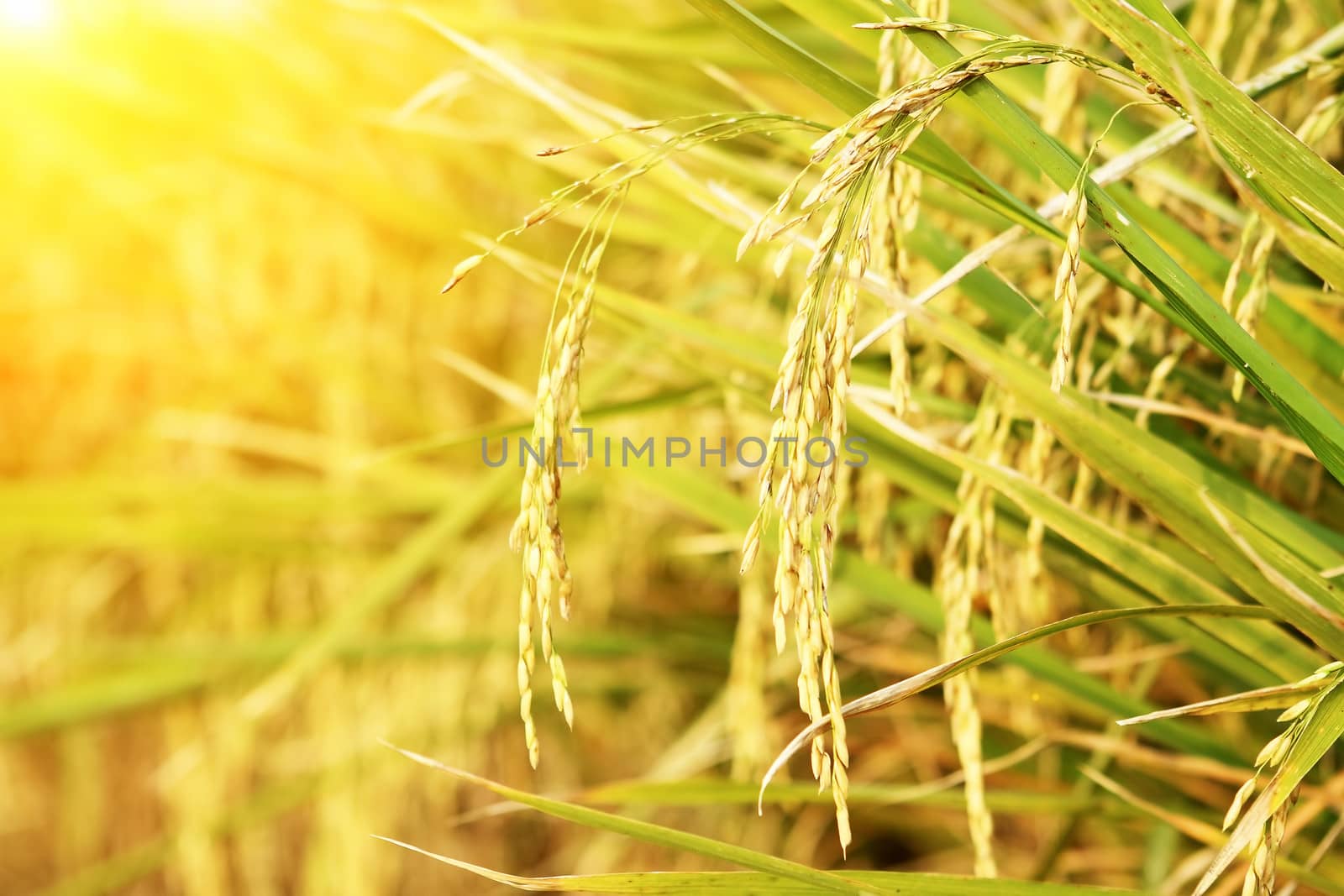 spike in thai farm rice near sunset