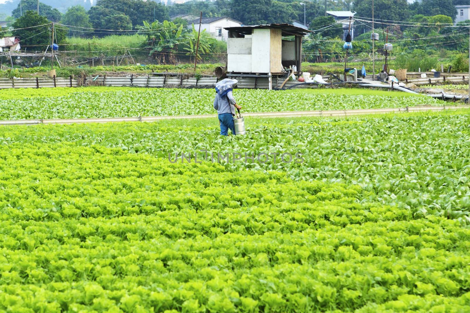 Cultivated land and farmer spraying 