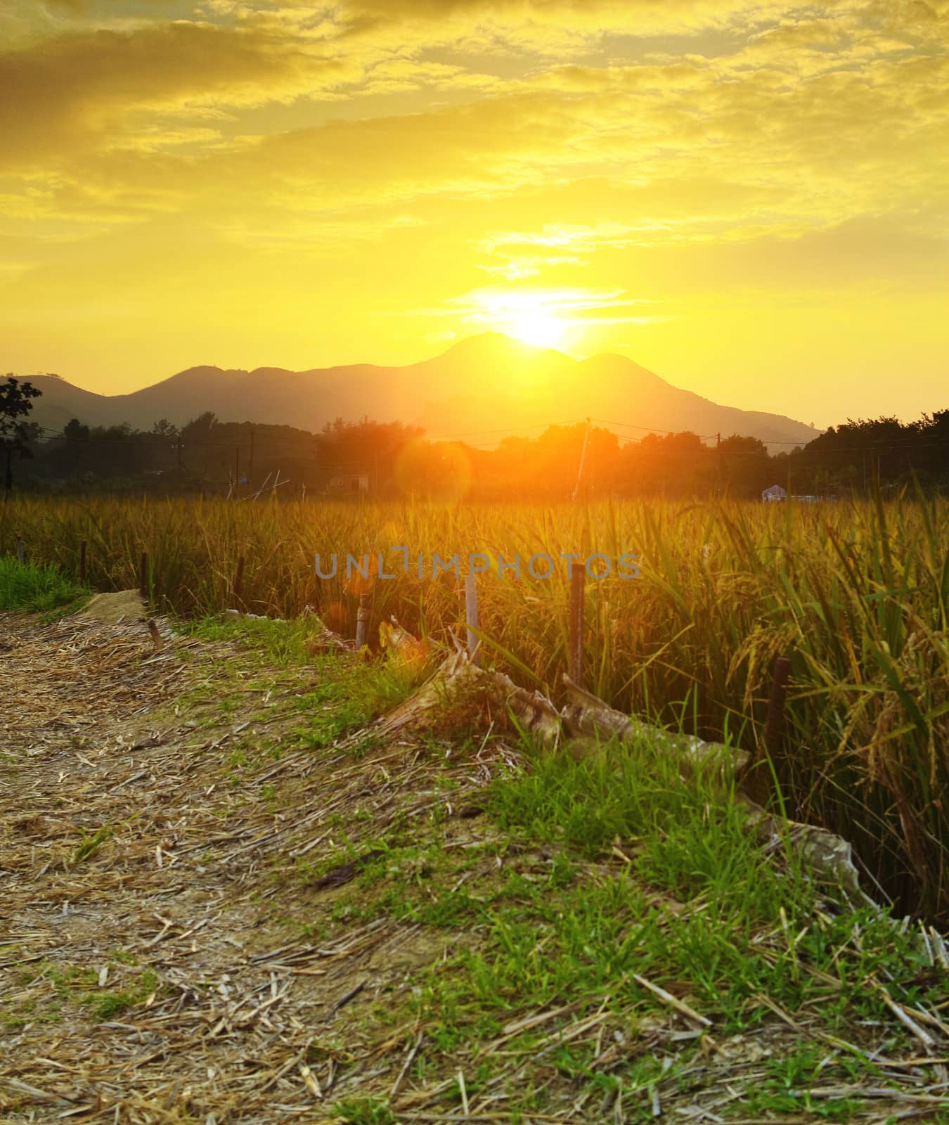 Golden sunset over farm field 