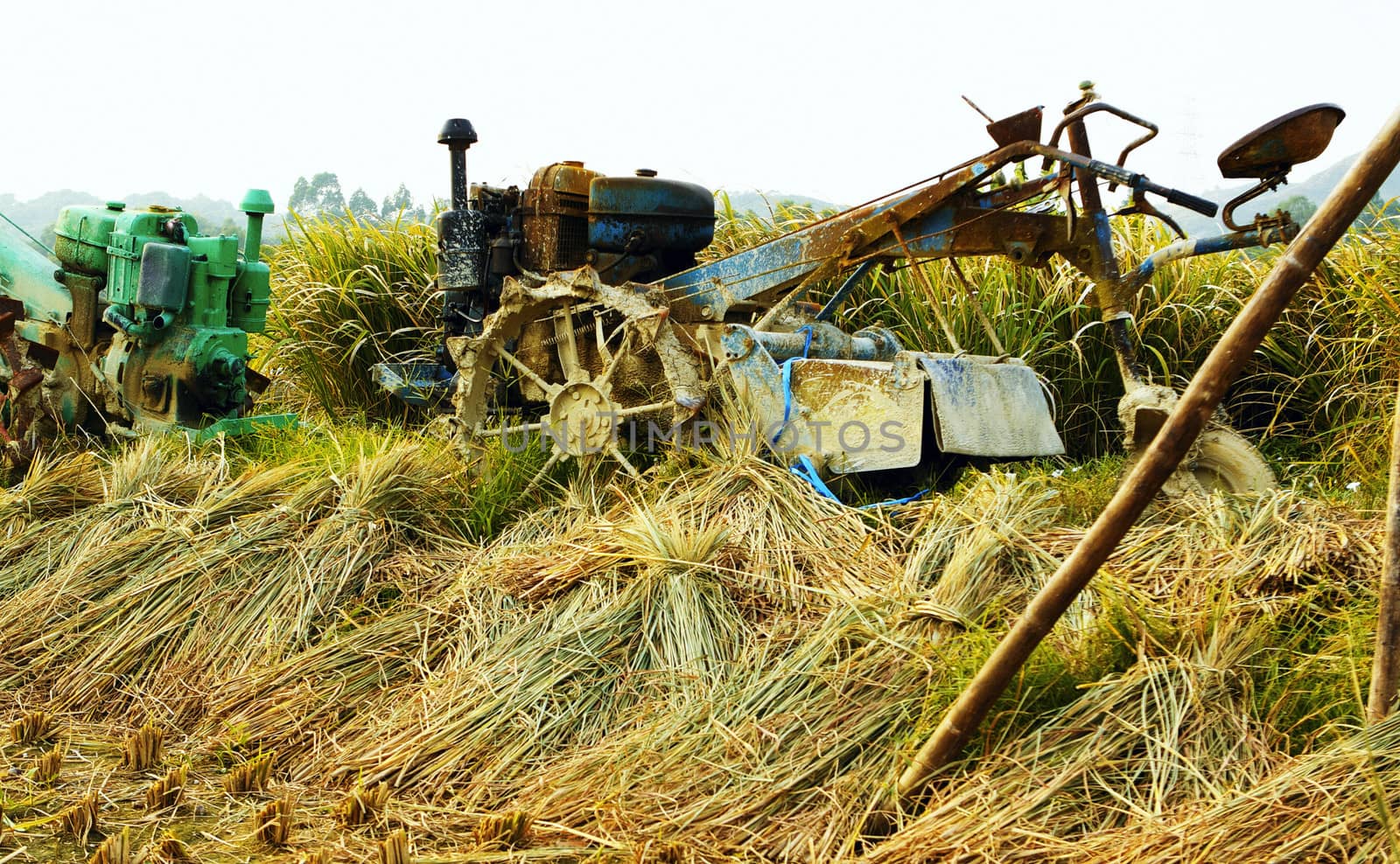 tractor on rice farm