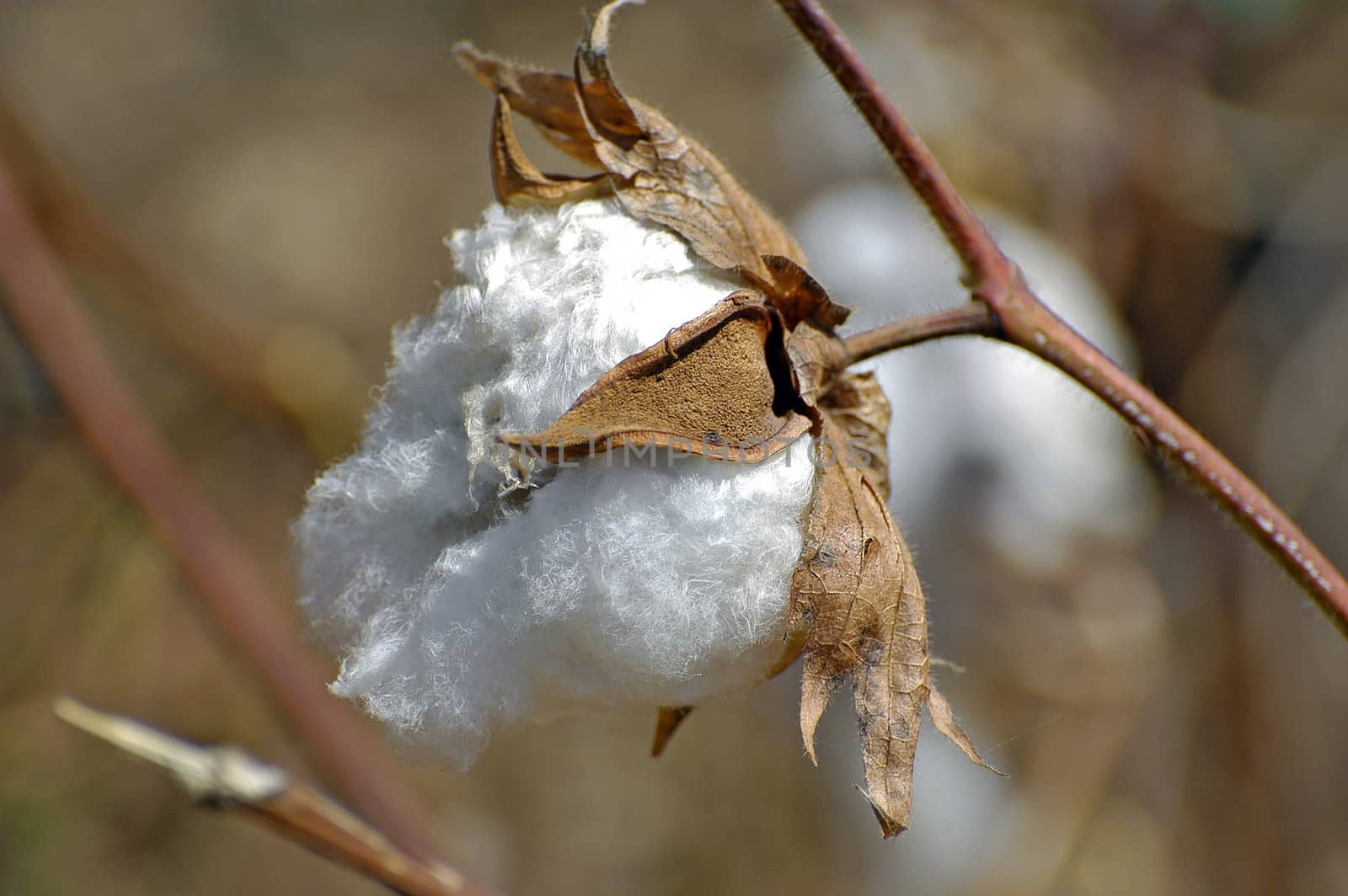 Cotton flowers in a field in Africa Burkina Faso