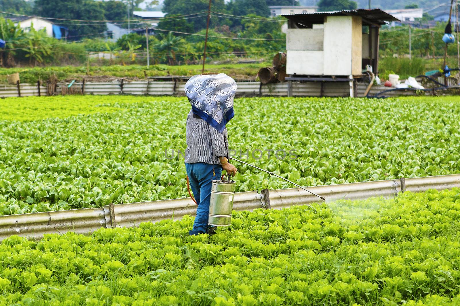 Cultivated land and farmer spraying 