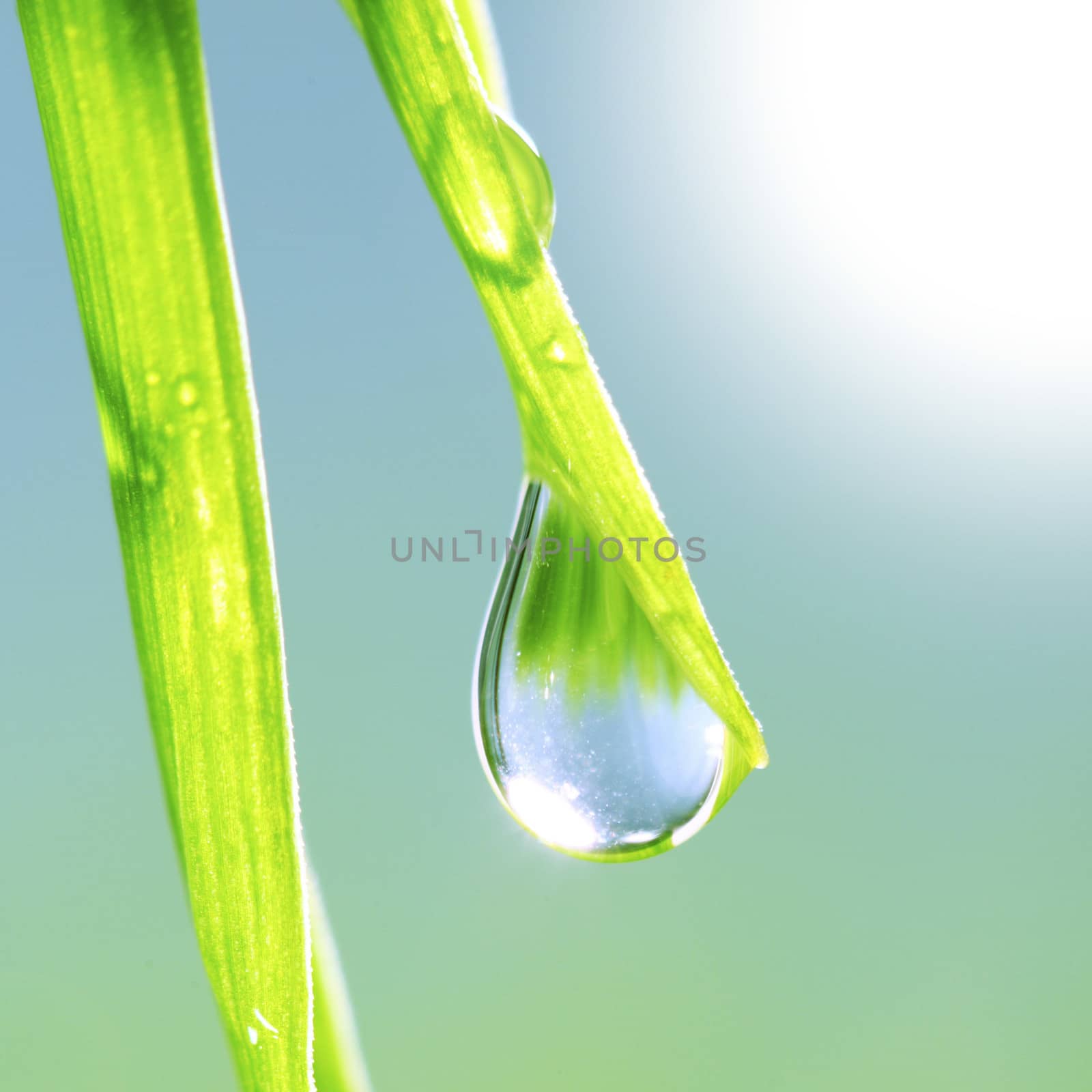 Grass with dew drop by Yellowj