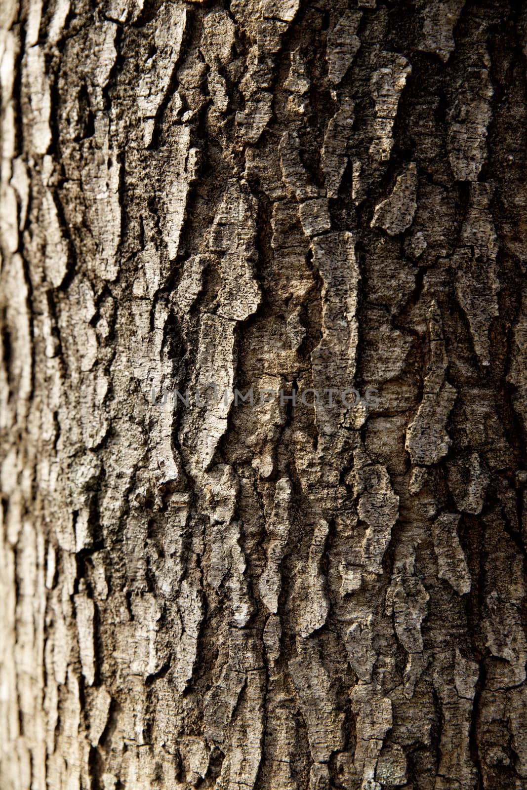tree trunk closeup background wallpaper by cozyta
