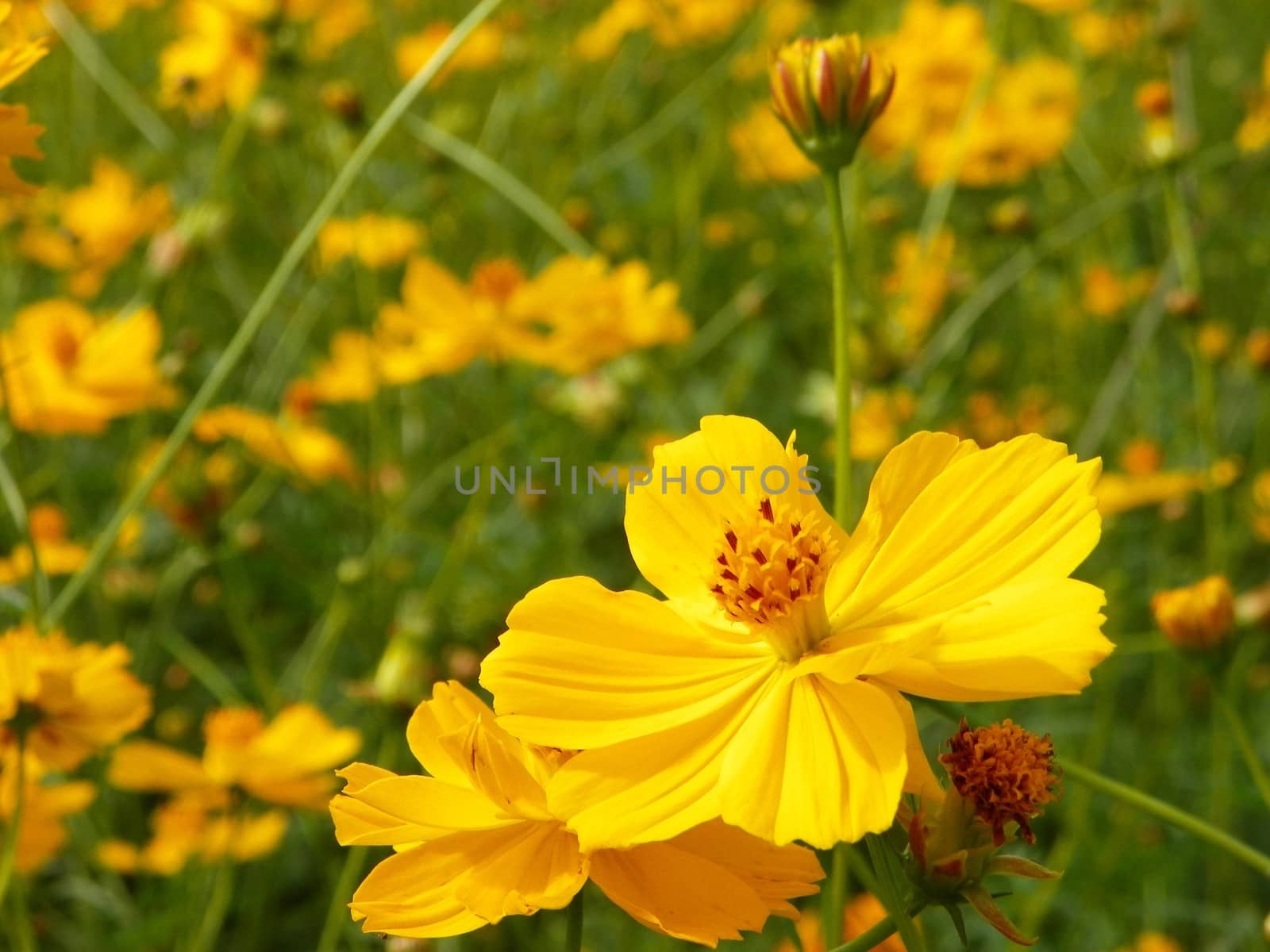 Yellow cosmos flowers