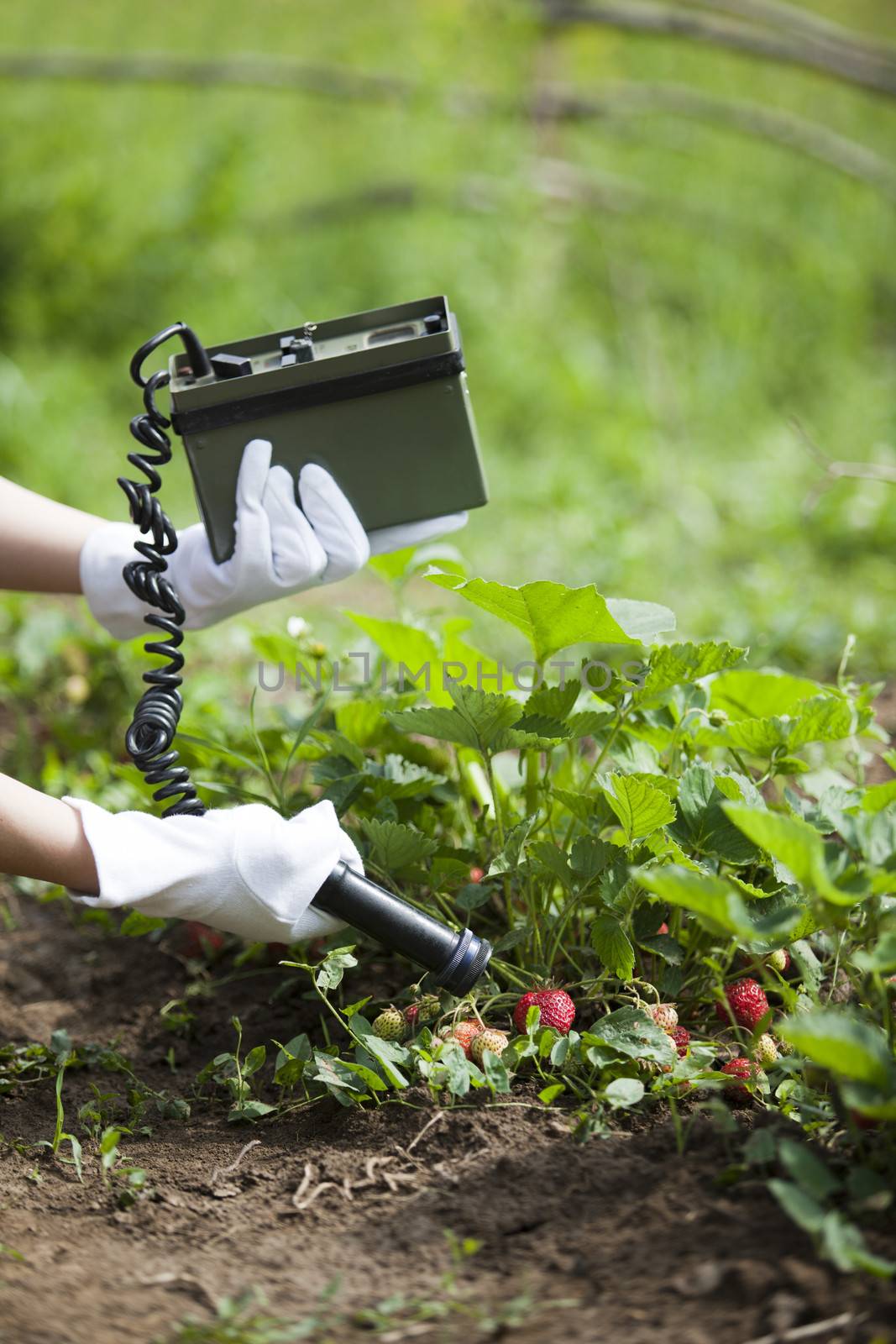 Measuring radiation levels of fruits