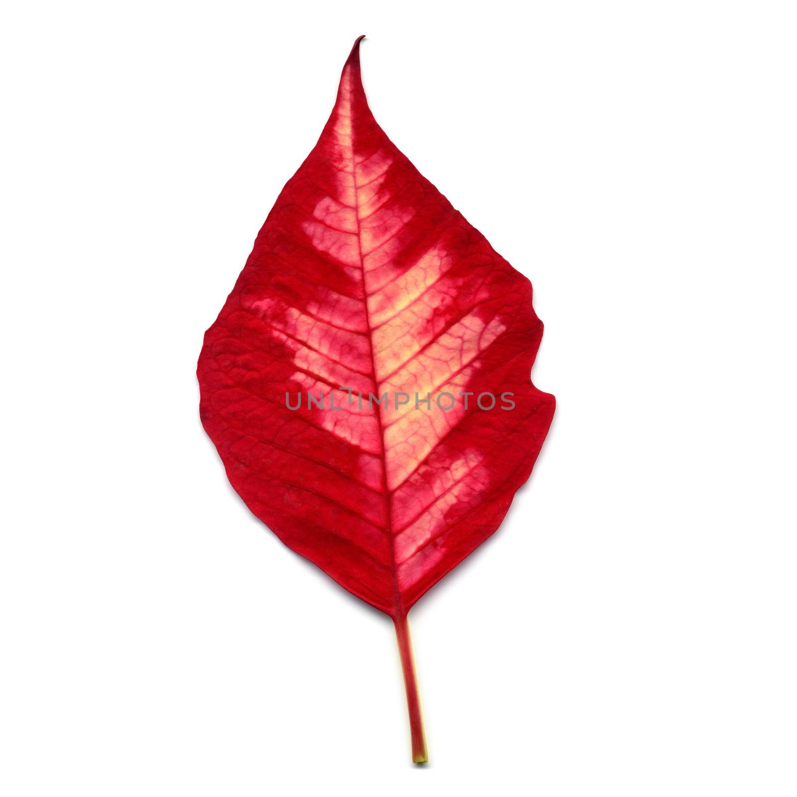 Red Christmas star Poinsettia Euphorbia pulcherrima flower leaf isolated over white background